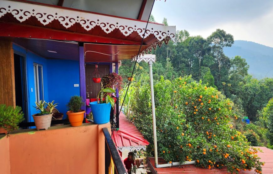 Orange Tree Homestay