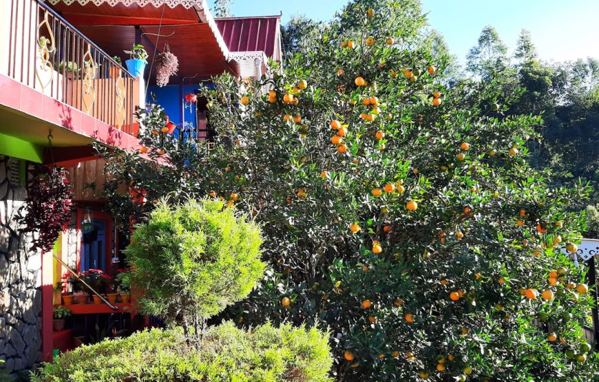 Orange Tree Homestay