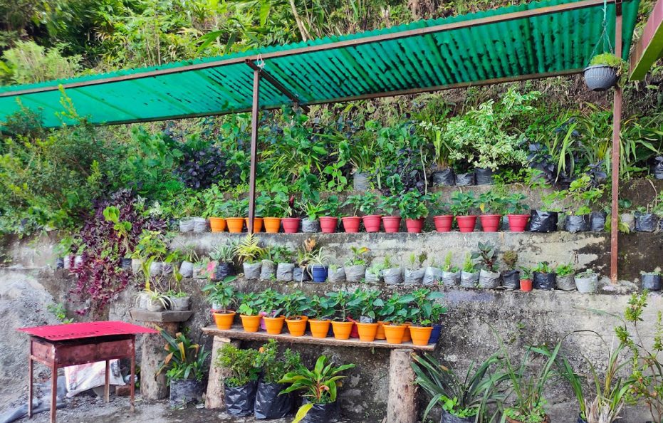 Orange Tree Homestay